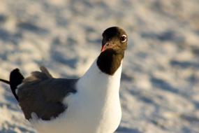 Seagull Gull Close-Up