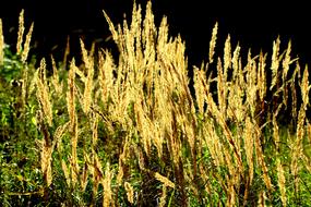 Ear Grass Sunset Wild
