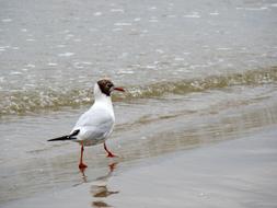 seagull walking by the sea