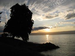 crouching tree by the lake