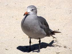 gray sitti