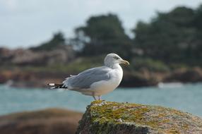 Seagull Sea Seevogel