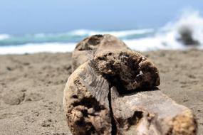 the wood by the beach
