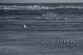Seabirds Sea Beach