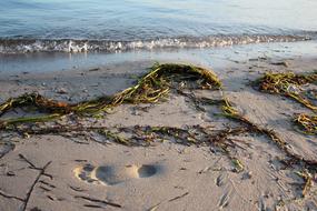 seaweed by the sand with the sea