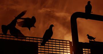pigeon silhouettes on an orange background