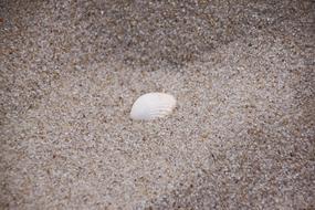 Shell Sand Beach