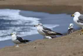 Animal Sea Beach