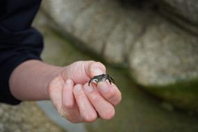 man holds a small crab