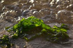 Algae on a sandy beach