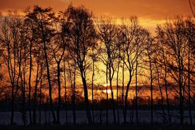 trees overlooking the sunset
