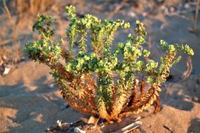Flower Flowers Plant Spurge