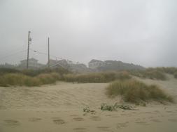 sand with plants view