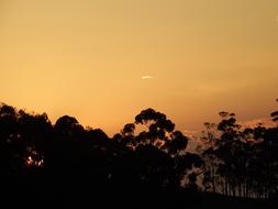 A beautiful orange sunset with tree silhouettes