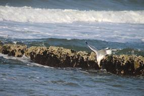 Beach Seagull Sea