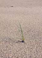 Sand Grass Dunes