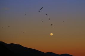 Sunset Luna Birds
