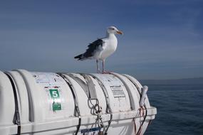 Seagull Sea