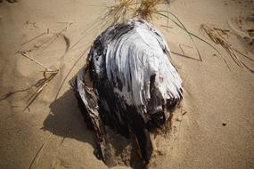 dirty rock in the beach