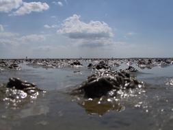 Ebb Wadden Sea Watt Bottom