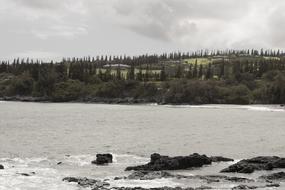 Water Sea Trees
