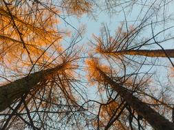 tall trees view