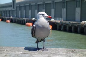 Seagull Bird Port
