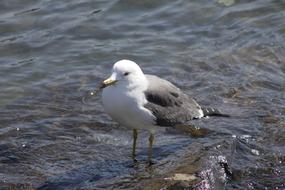 Seagull Sea Birds
