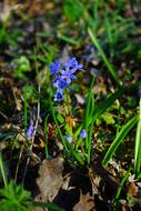 Blue Star Scilla Blossom