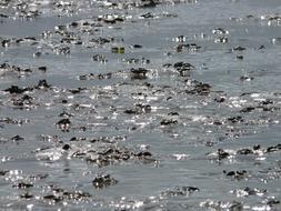 drops of water on the sea