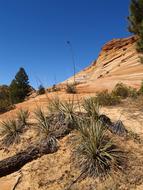 Zion National Park Utah Usa