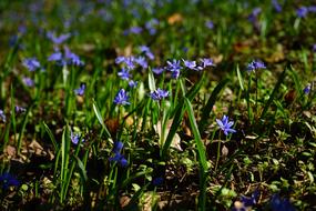 Blue Star Scilla Blossom