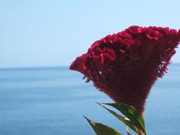 Flower By The Sea