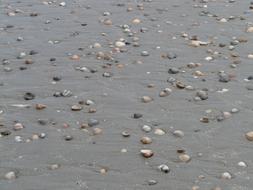 Beach Sand Mussels