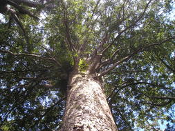 Kauri Tree Giant