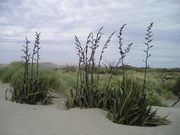 perfect South Island Desert