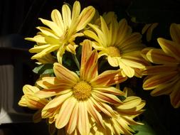 incredibly beautiful Yellow Daisies