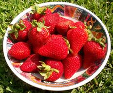Strawberries Season