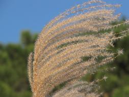 Miscanthus close-up