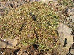 absolutely beautiful Larvae Grass