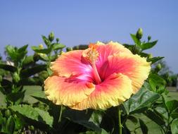 goodly India Flower Colorful