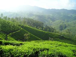 India Tea Plantation