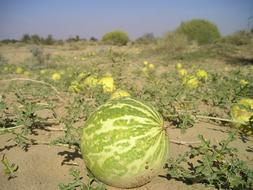 Desert Sand bitter melon