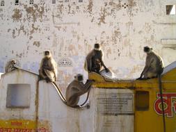 India Ape monky
