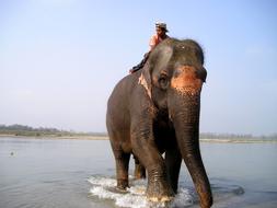 Nepal Elephant river