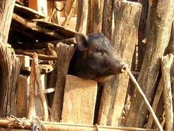 Nepal Piglet