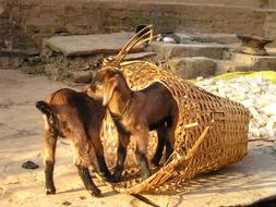 fabulous Nepal Goats Small