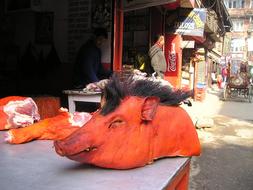 perfect Nepal Pig Head