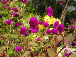 magnificent Flower Red Pink