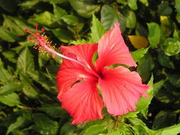 magnificent Flower Exotic Thailand